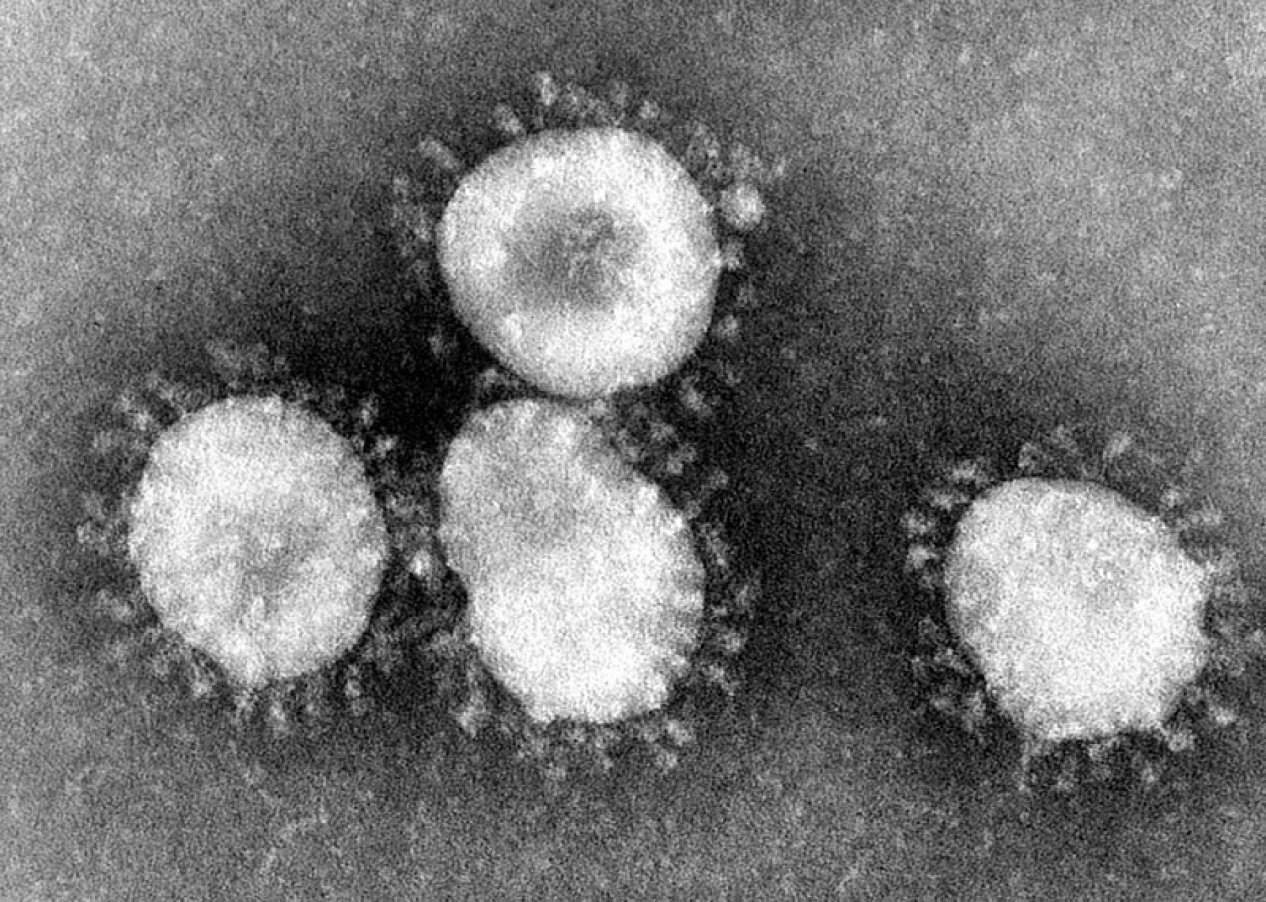 Coronavirus GDM.jpg